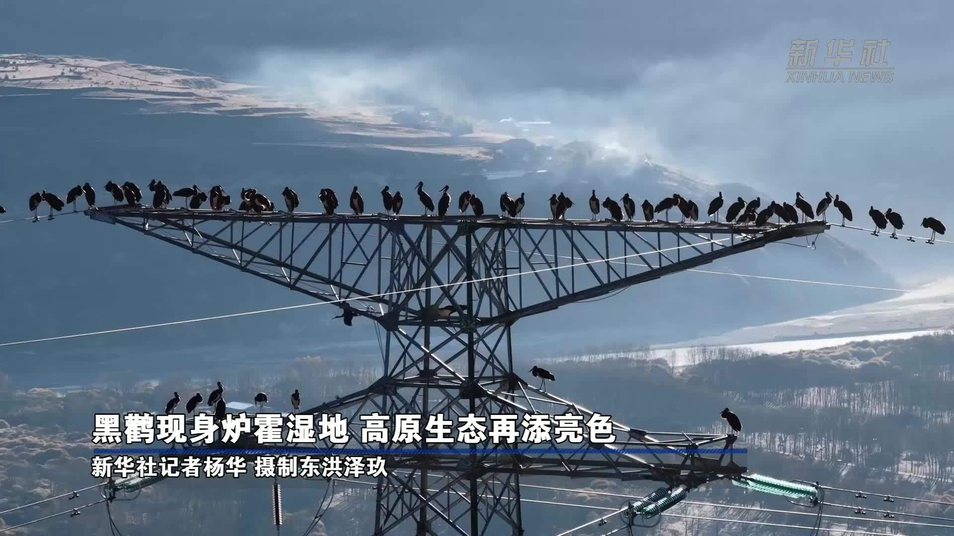 黑鹳现身炉霍湿地 高原生态再添亮色