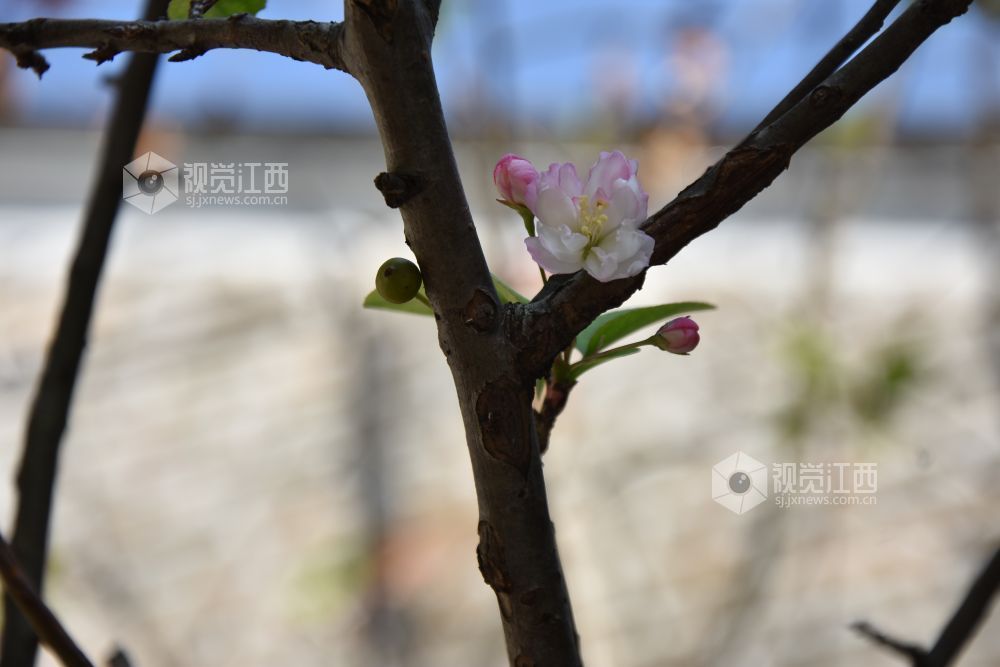 10月27日,江西省吉安市永新县南门老街景区,海棠花初绽枝头,花苞与盛放的花朵相映成趣。