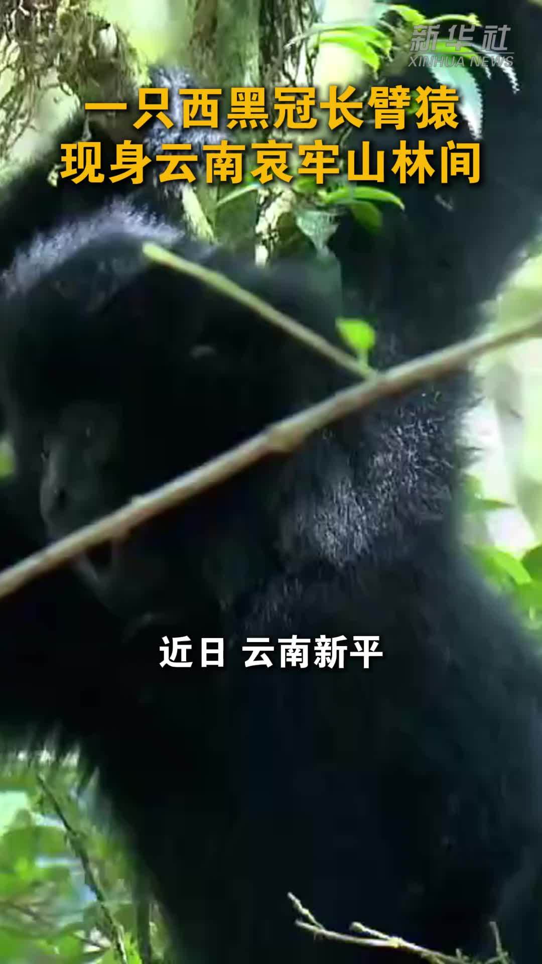一只西黑冠长臂猿现身云南哀牢山林间