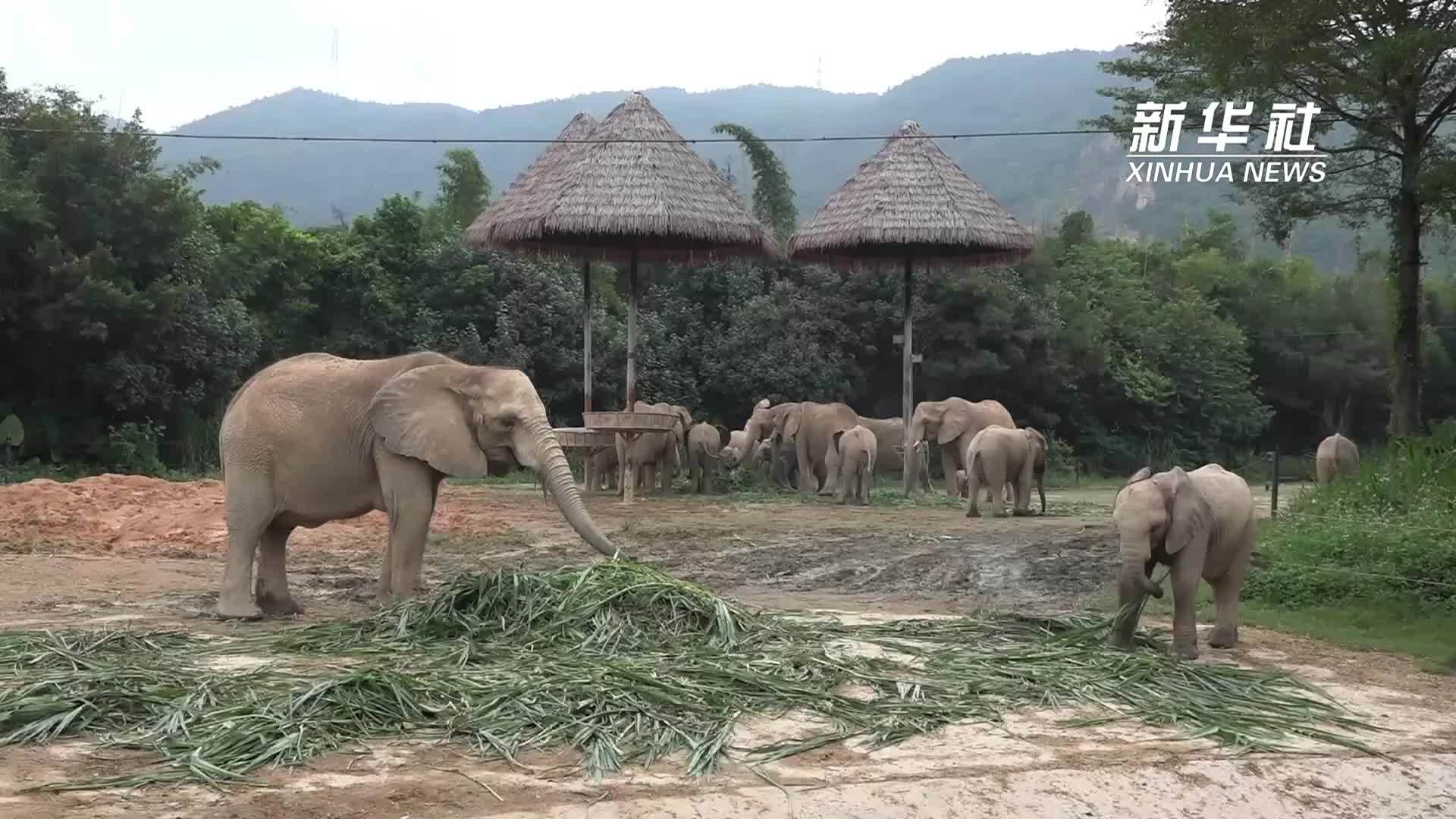 在广东清远 看非洲象的“悠然生活”