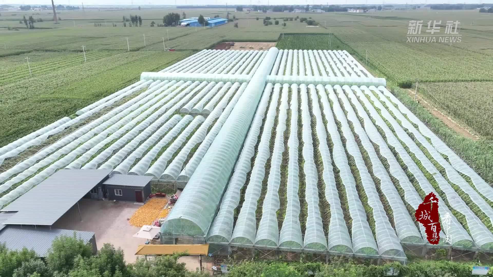 千城百县看中国丨河北临漳：果蔬飘香 多彩丰收