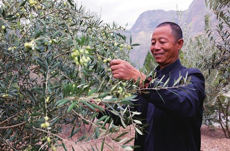 油橄榄丰收