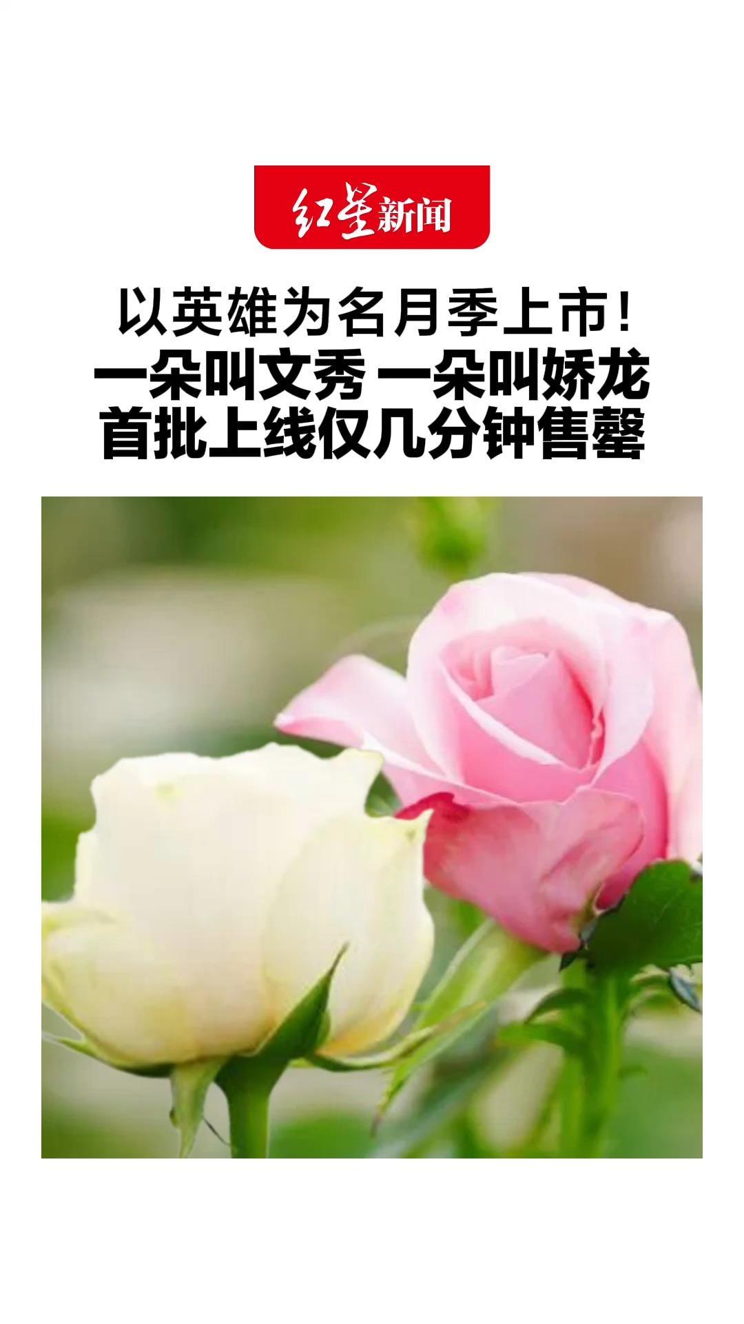 以英雄为名月季上市！一朵叫文秀 一朵叫娇龙 首批上线仅几分钟售罄 她们曾用青春照亮一方土地
