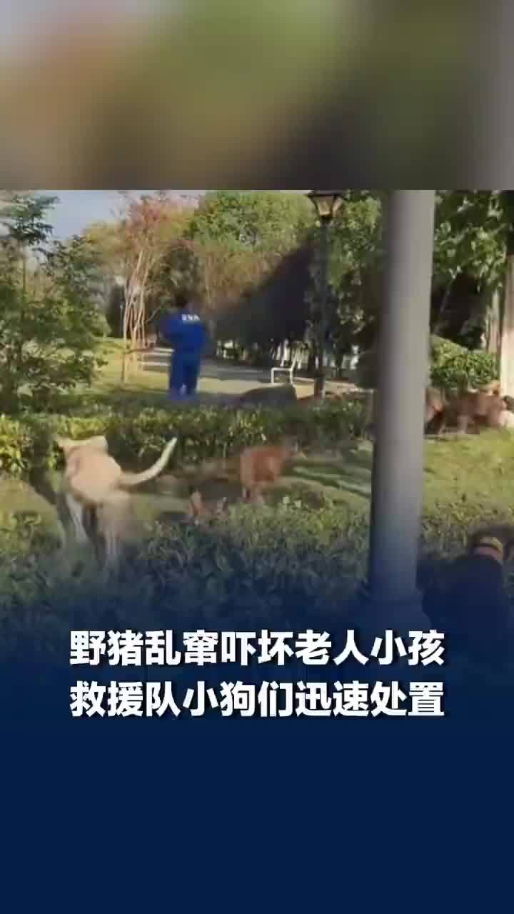 “汪汪队立大功”，野猪闯入小区救援队带小狗迅速处置