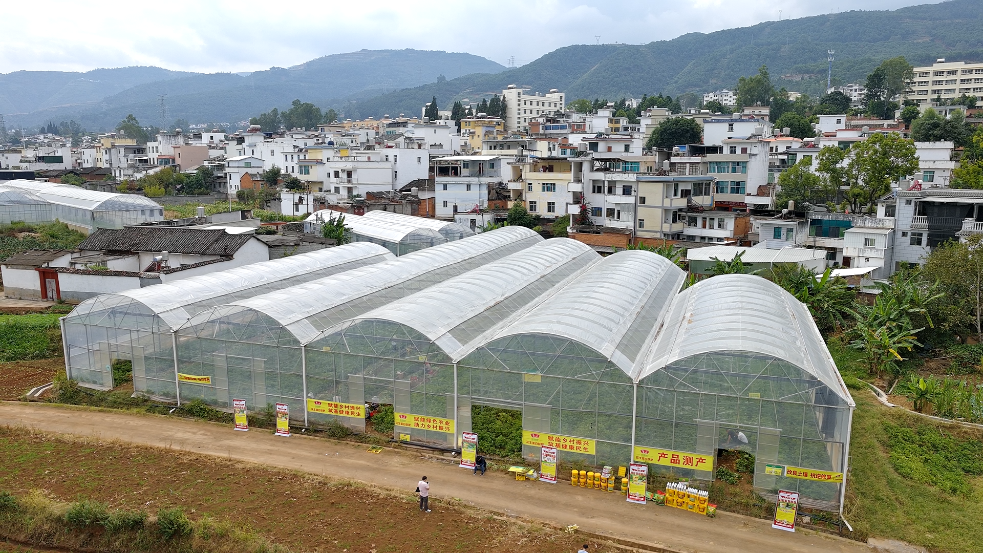 鲁花花生蛋白肽肥七彩花生示范田测产现场