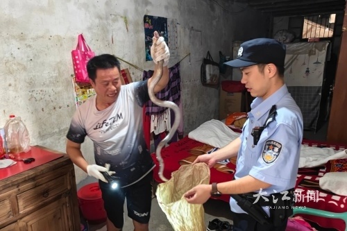 吓人!1.5米眼镜蛇闯进家中,抚州乐安警民联手捕获