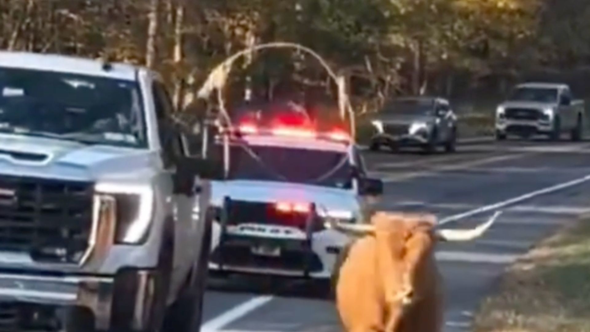 纽约一农场小牛因受惊逃跑，街头上演“警车追牛”，警员边追边试图用套索将其套住，小牛车流中走位看呆路人