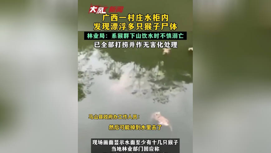 广西一村庄水柜内发现漂浮多只猴子尸体 林业局：系猴群下山饮水时不慎溺亡 已全部打捞并作无害化处理