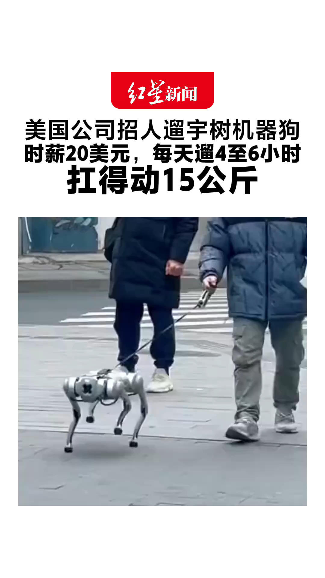 美国公司招人遛宇树机器狗： 时薪20美元，每天遛4至6小时 特别要求：扛得动15公斤 机器狗“罢工”得扛回去