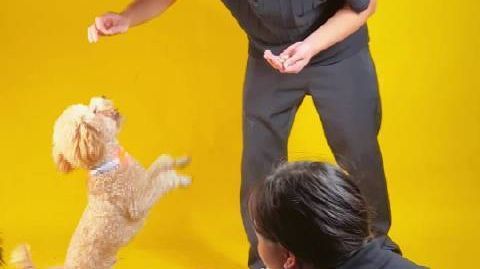 【#摄影专业男生给狗狗拍照月入1万5# 这经商头脑，不服不行！】来自