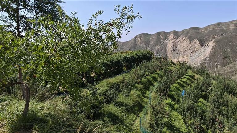 立足山地林地资源,科学发展山地林果经济,持续做好荒山生态修复,培育特色林果产业,实现生态保护与产业增收协同发展。