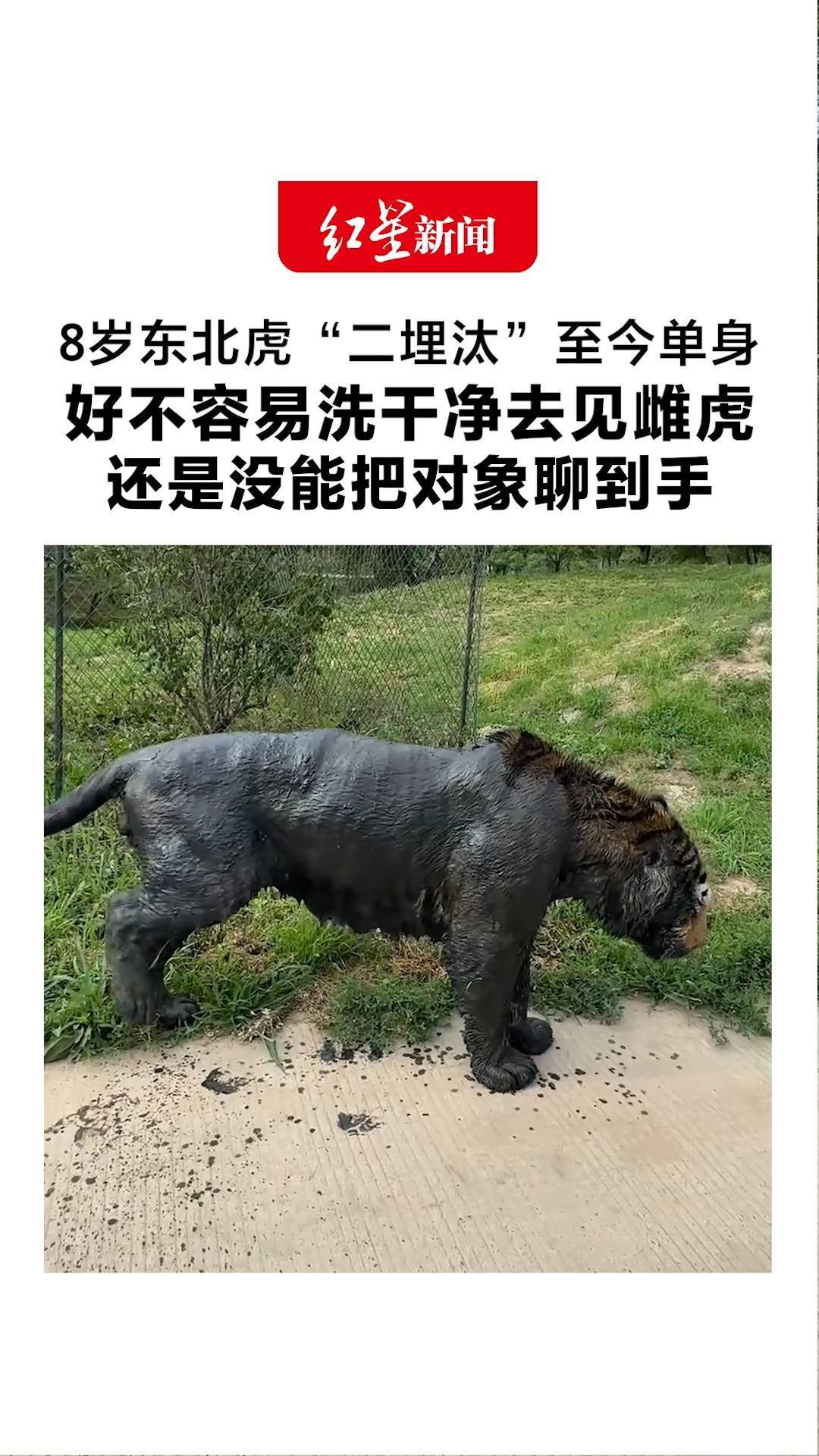 “图你岁数大？图你不洗澡？”8岁东北虎“二埋汰”至今单身 好不容易洗干净去见雌虎还是没能把对象聊到手