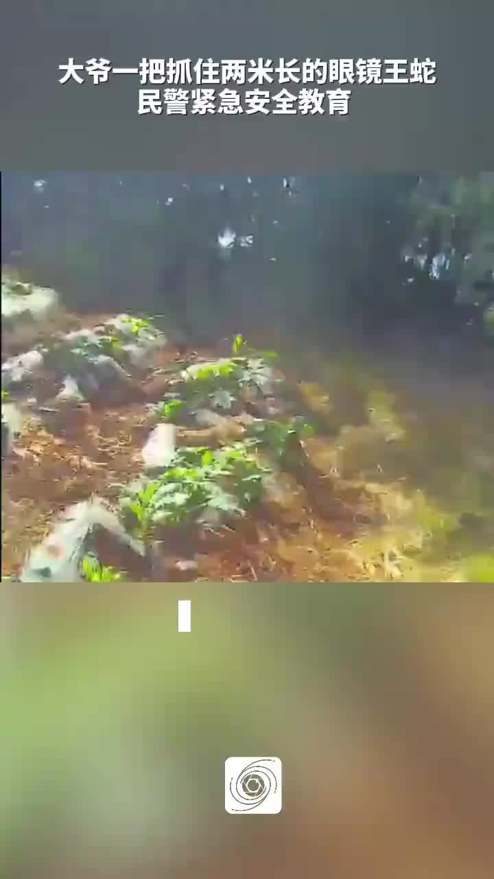 大爷一把抓住两米长的眼镜王蛇