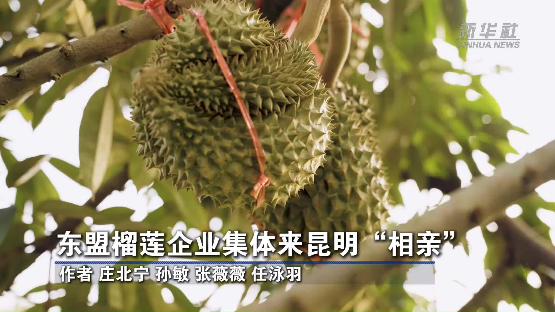 东盟榴莲企业集体来昆明“相亲”
