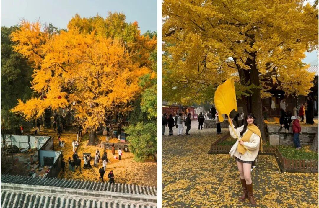 图源:济南灵岩胜境旅游区