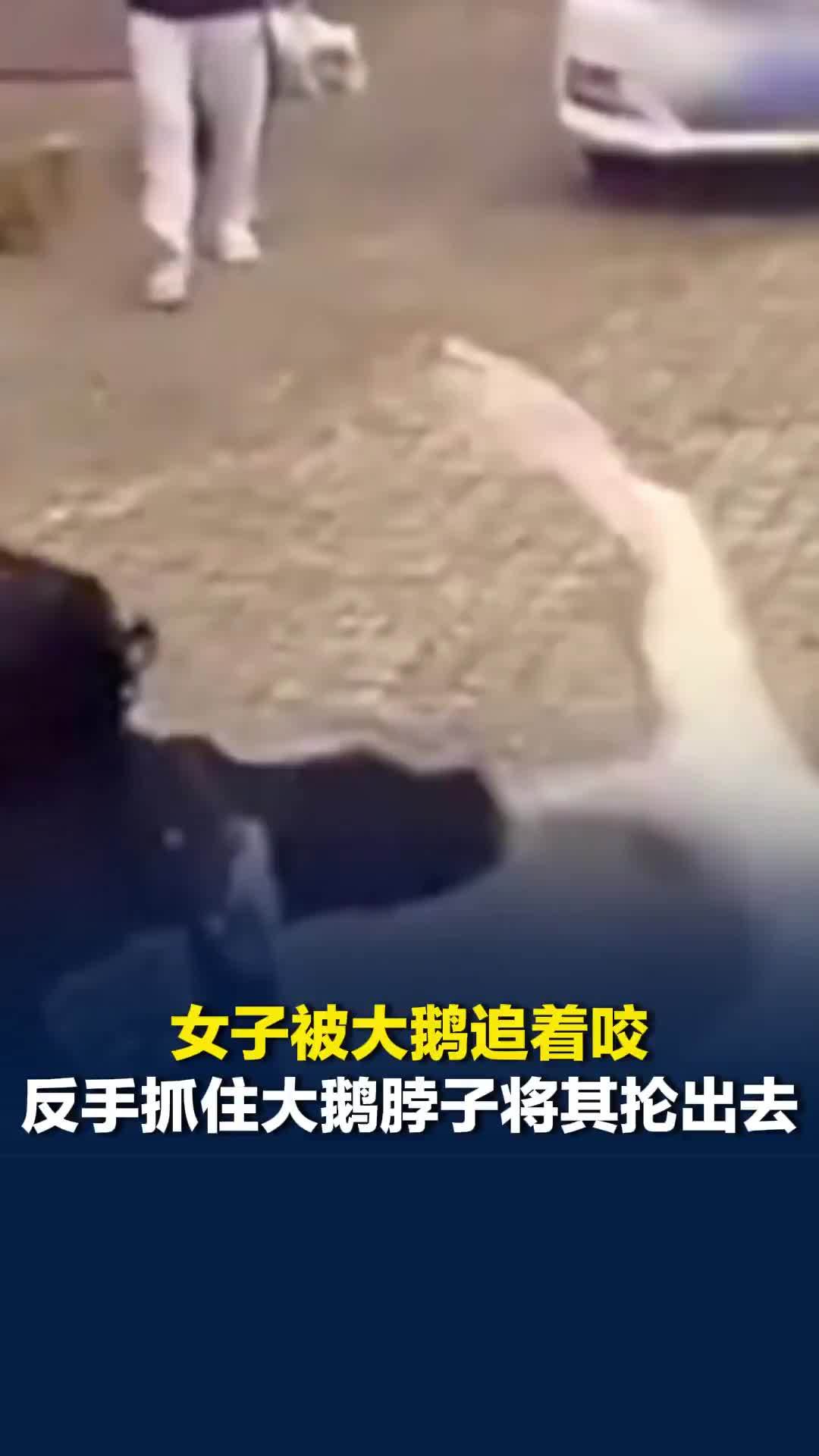 吉林一女子被大鹅追着咬，反手抓住大鹅将其抡出去，当事人：越躲它越咬我