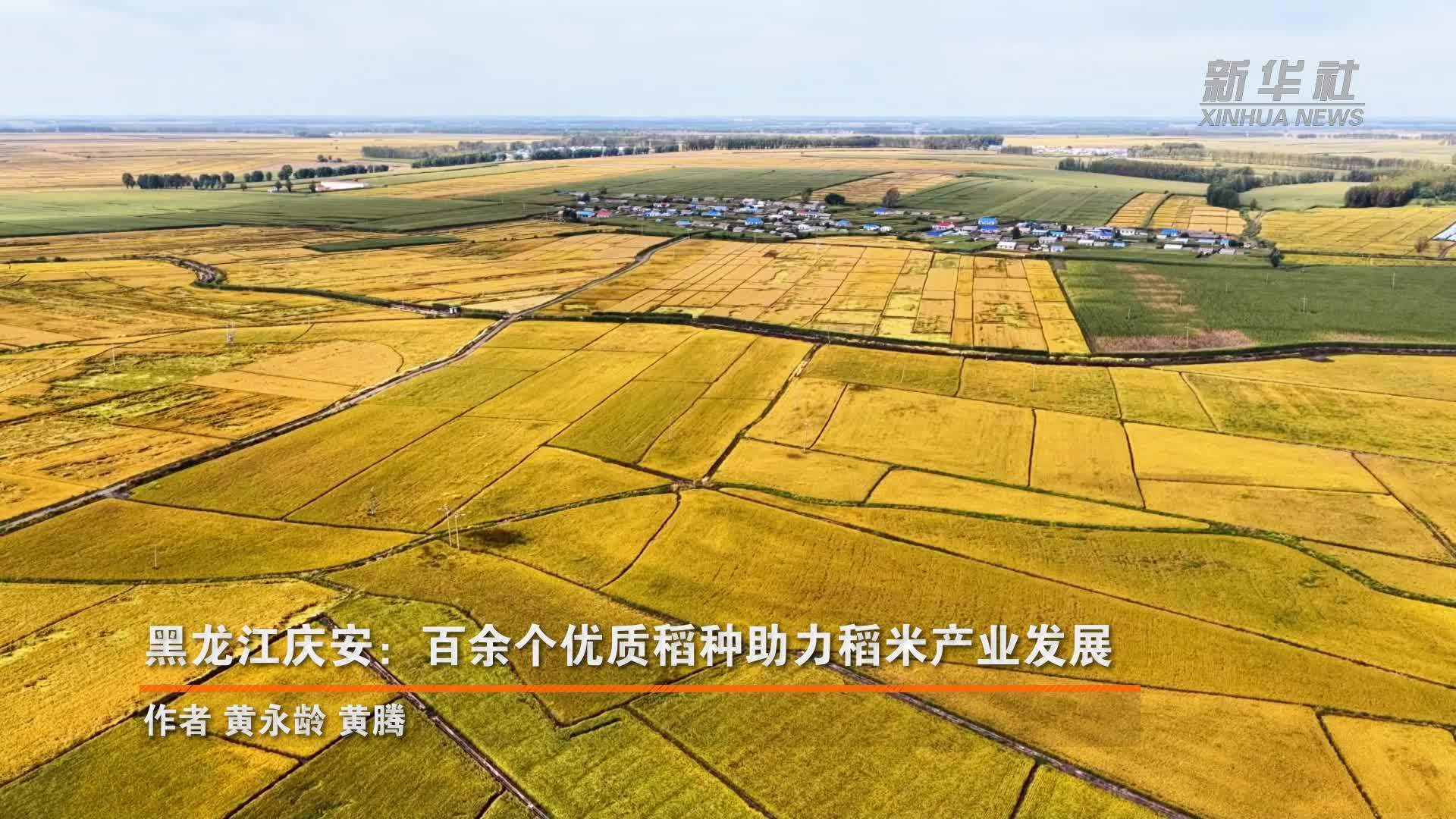 黑龙江庆安：百余个优质稻种助力稻米产业发展