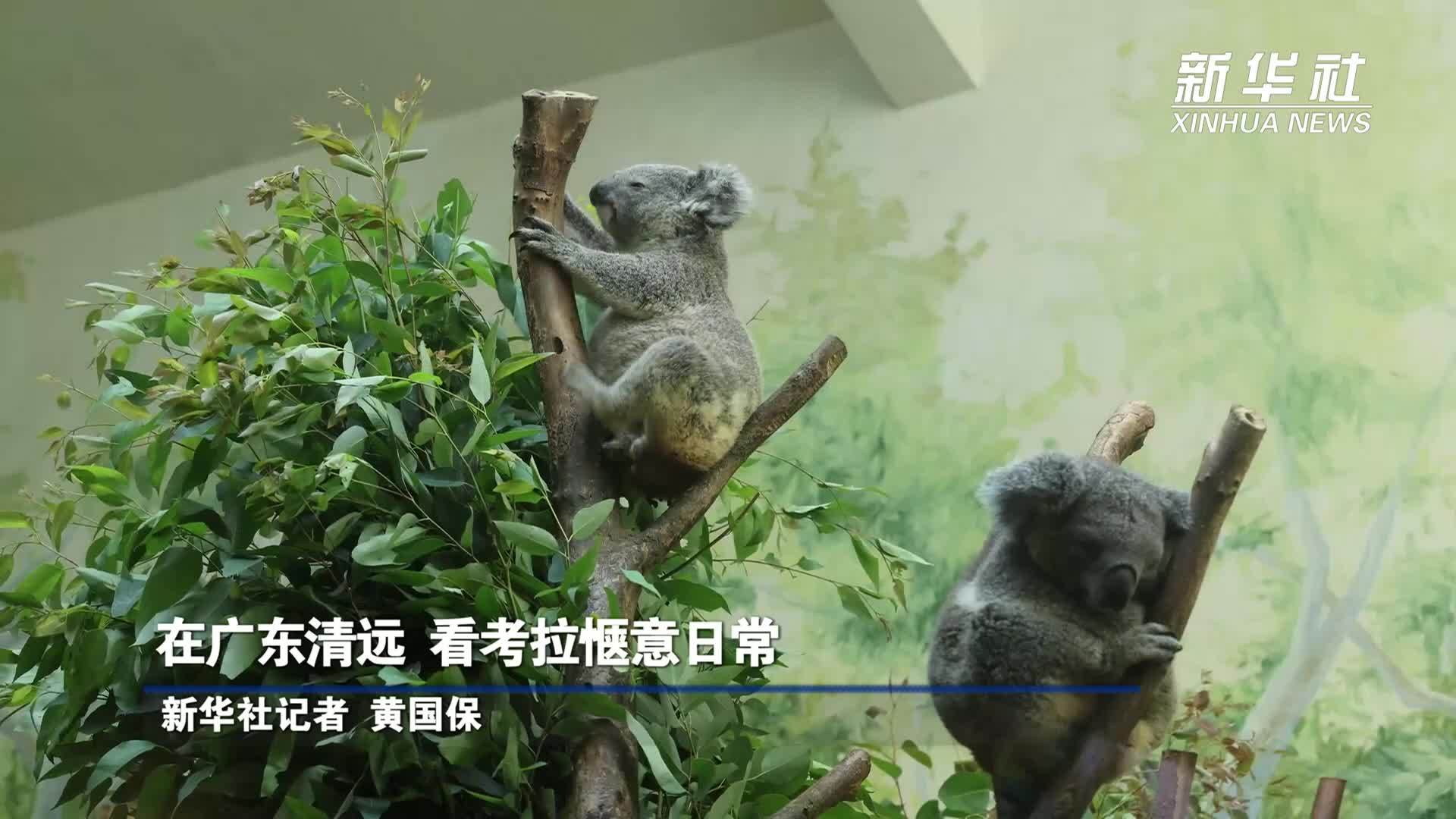 在广东清远 看考拉惬意日常