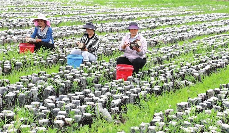 两当县黄波菌业种植基地　李旭春　摄