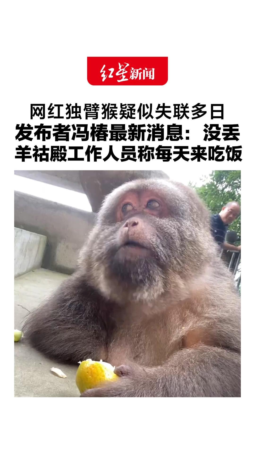 网红独臂猴疑似失联多日 网友担心其年纪大且患脂肪瘤 发布者冯椿最新消息：没丢 羊祜殿工作人员称每天来吃饭