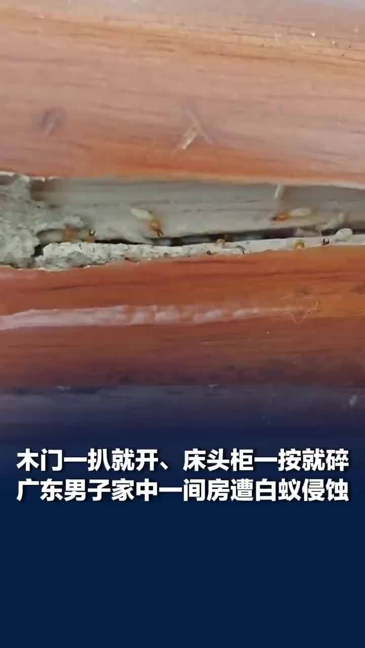 男子3年没回家房间遭白蚁严重侵蚀