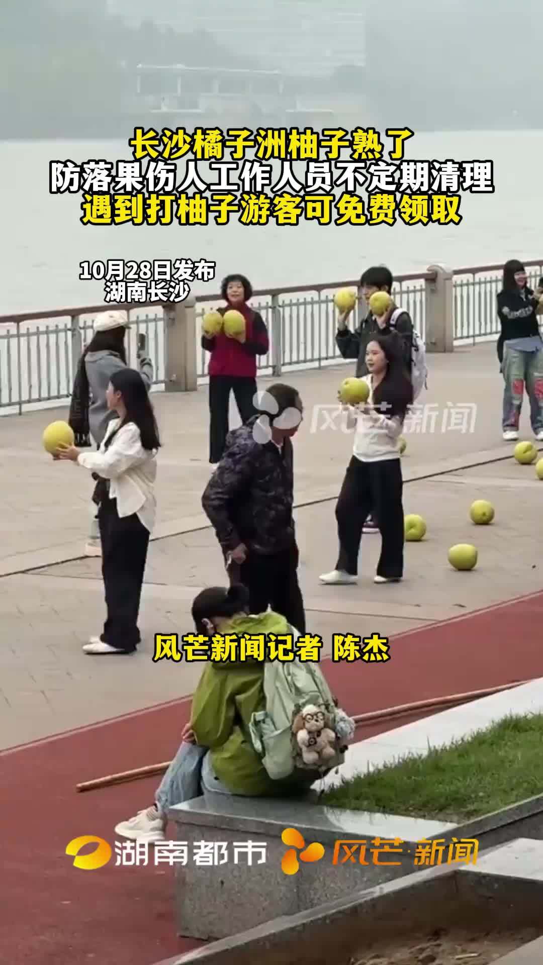 长沙橘子洲柚子熟了 遇到打抽子游客可免费领取