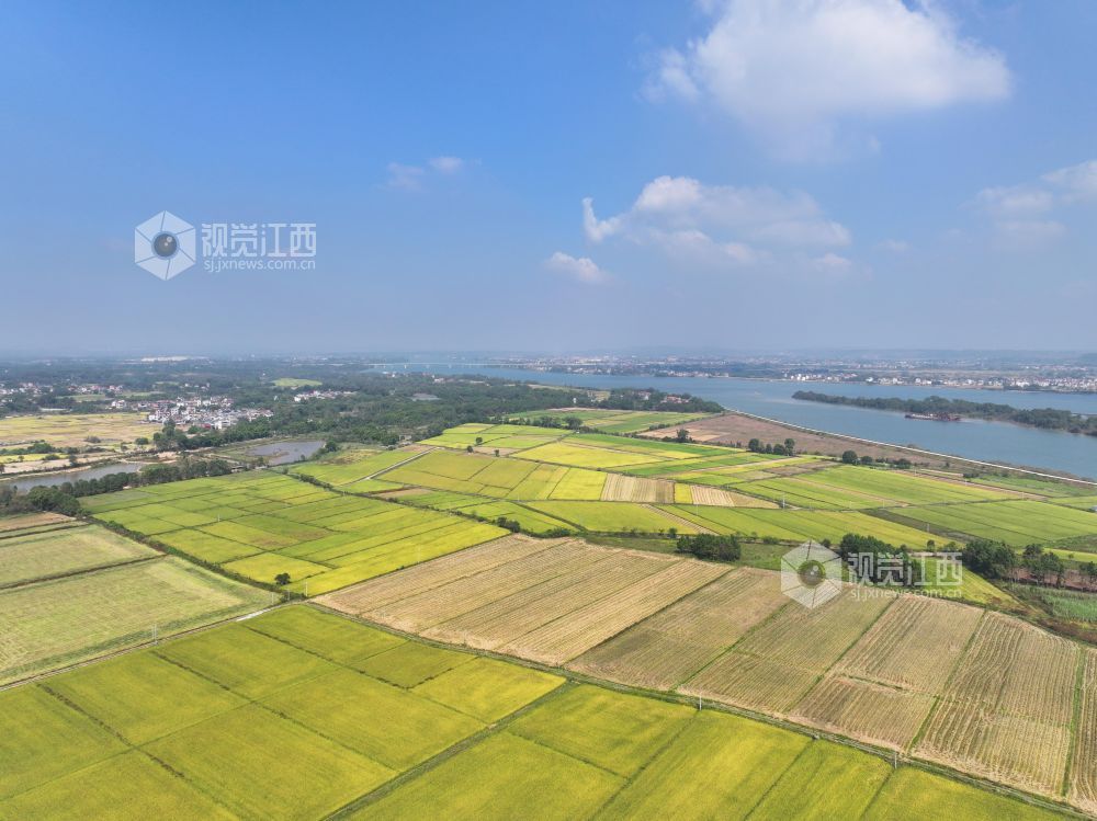 2026年10月25日,江西省吉安市泰和县沿溪镇仓岭村,蓝天白云与金黄稻田、赣江碧水相映成景,构成一幅秋日田园美丽画卷。