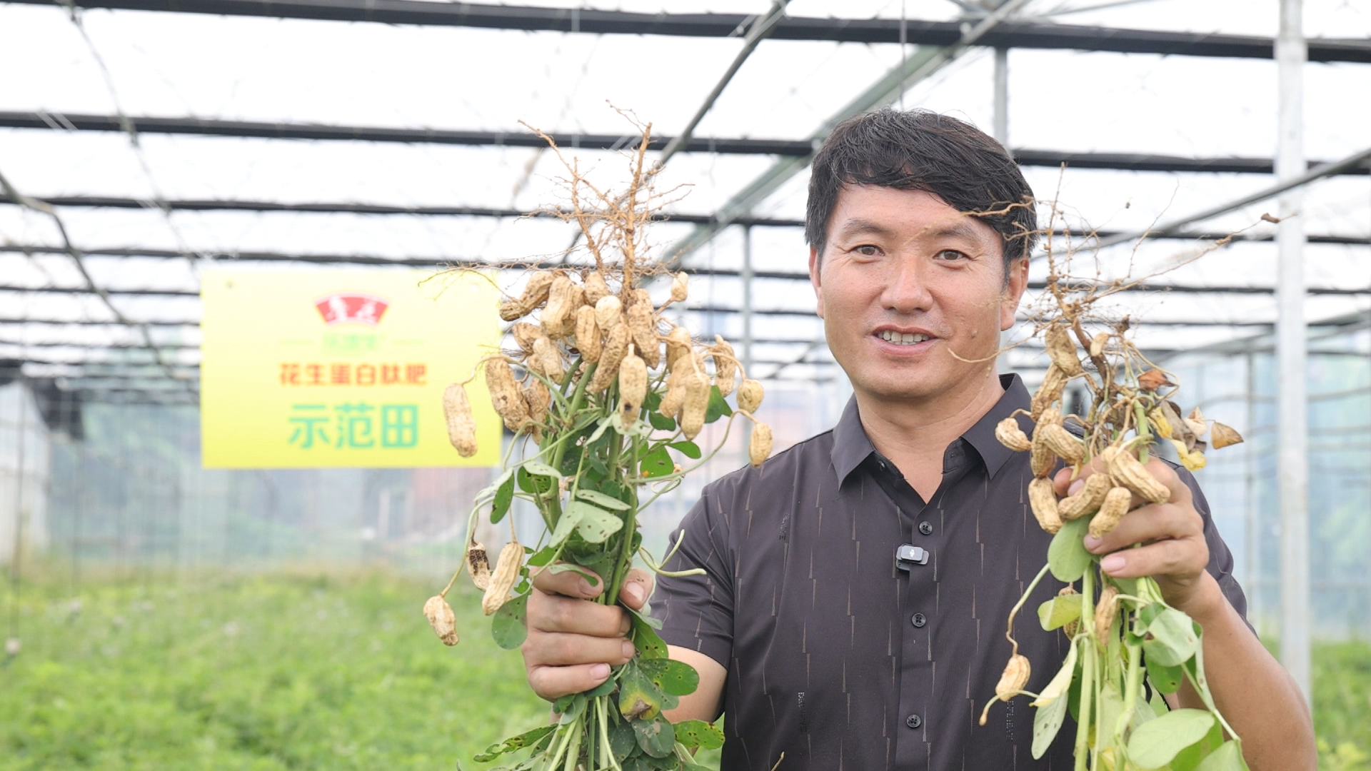 基地负责人陈玉平展示七彩花生施用鲁花花生蛋白肽肥后的显著差异