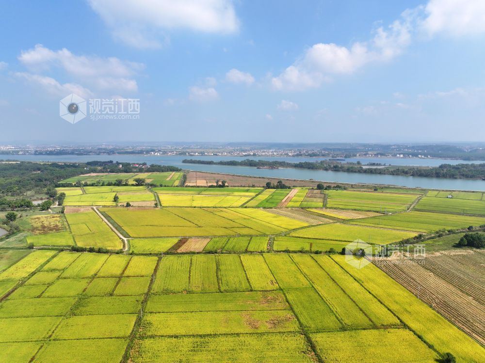 2026年10月25日,江西省吉安市泰和县沿溪镇仓岭村,蓝天白云与金黄稻田、赣江碧水相映成景,构成一幅秋日田园美丽画卷。