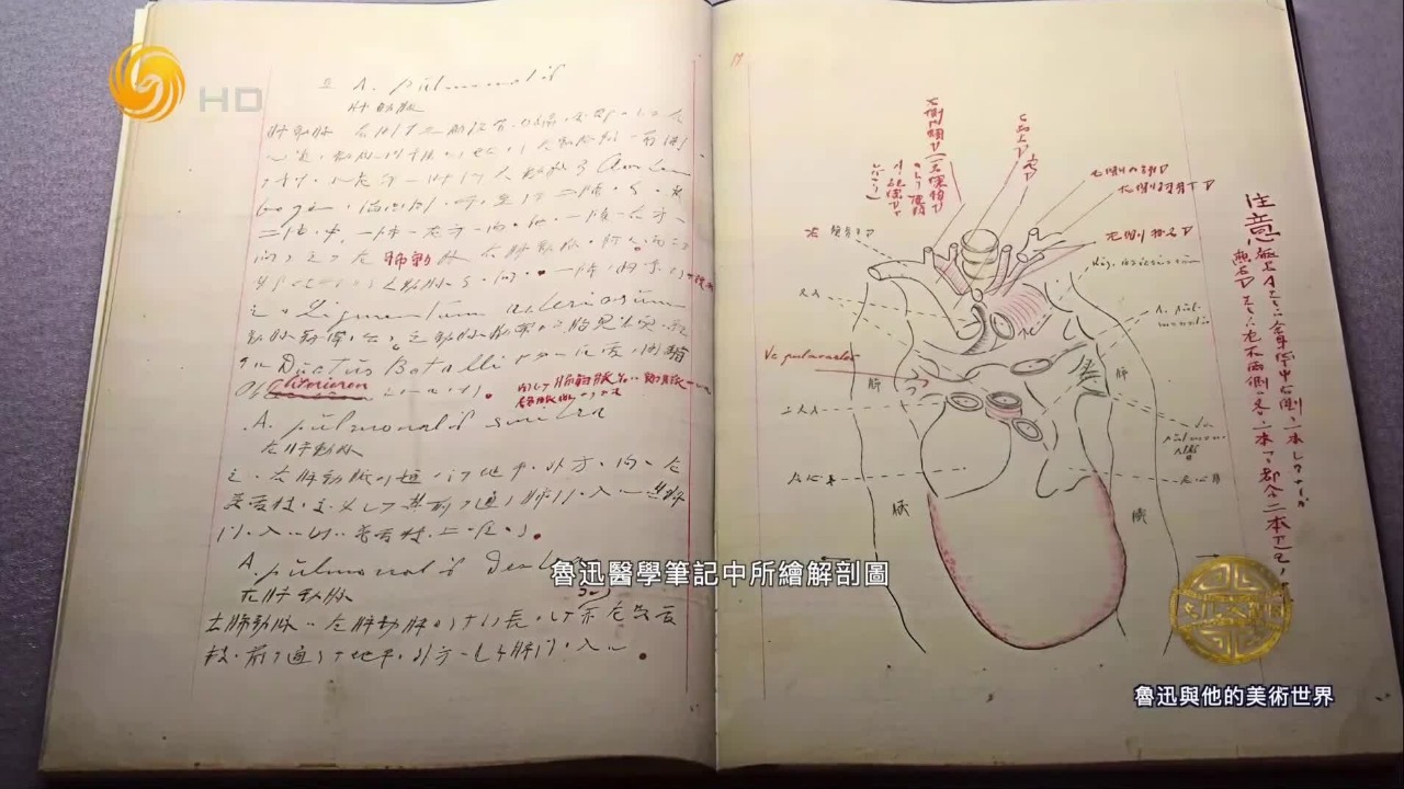 解剖图不是美术！鲁迅画解剖图，为美观挪动血管位置遭藤野先生批评