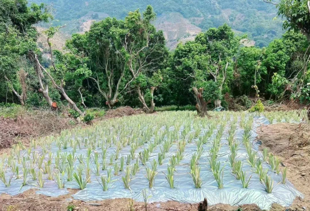 荔枝林变菠萝地 中山神湾查处多起毁林开垦案
