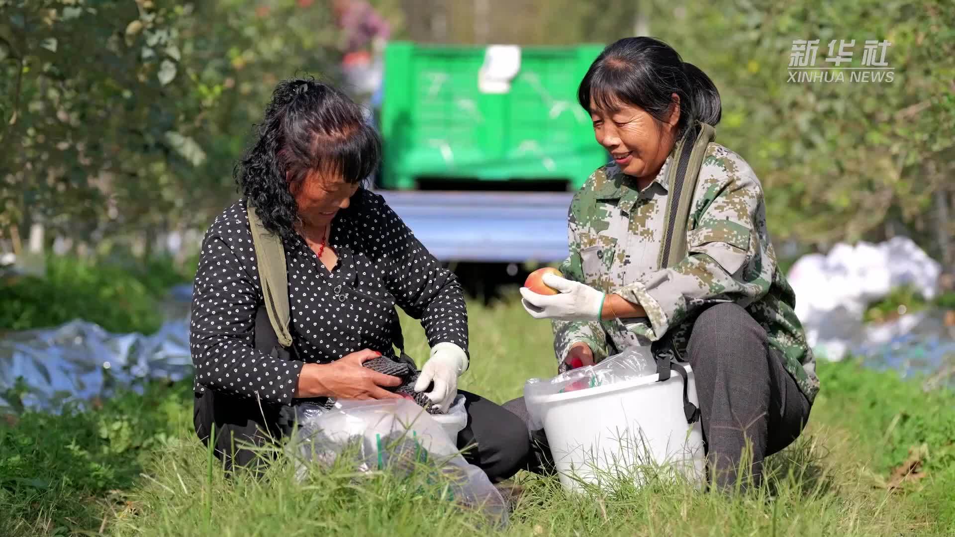 河南洛宁：老园“高接换优”铺就致富新路