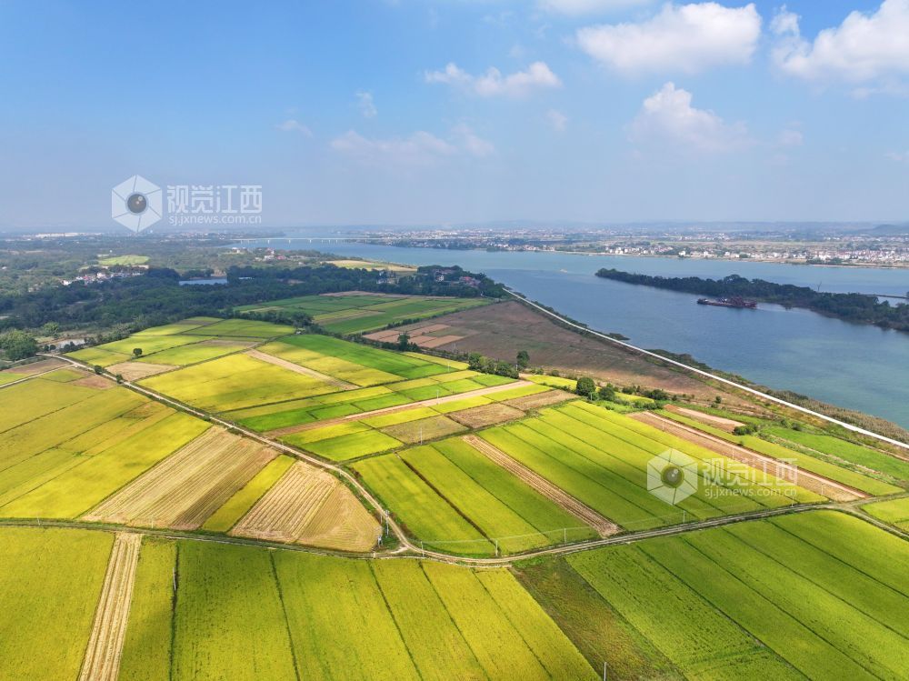 2026年10月25日,江西省吉安市泰和县沿溪镇仓岭村,蓝天白云与金黄稻田、赣江碧水相映成景,构成一幅秋日田园美丽画卷。
