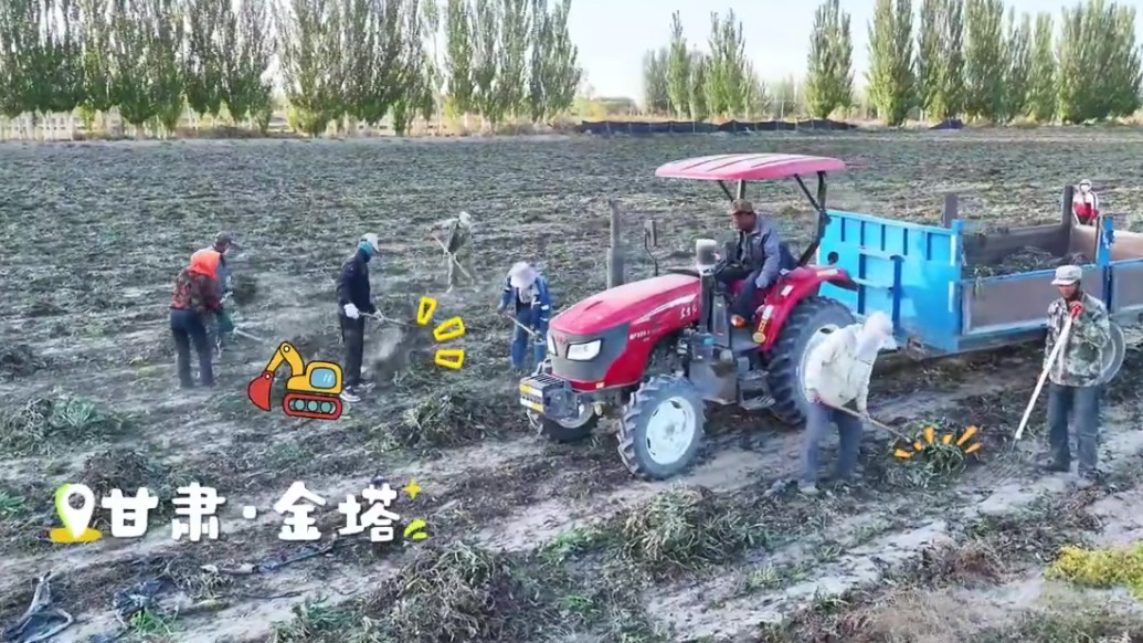 【甘快看】当归黄芪党参全出土　跟着镜头“挖呀挖呀挖”