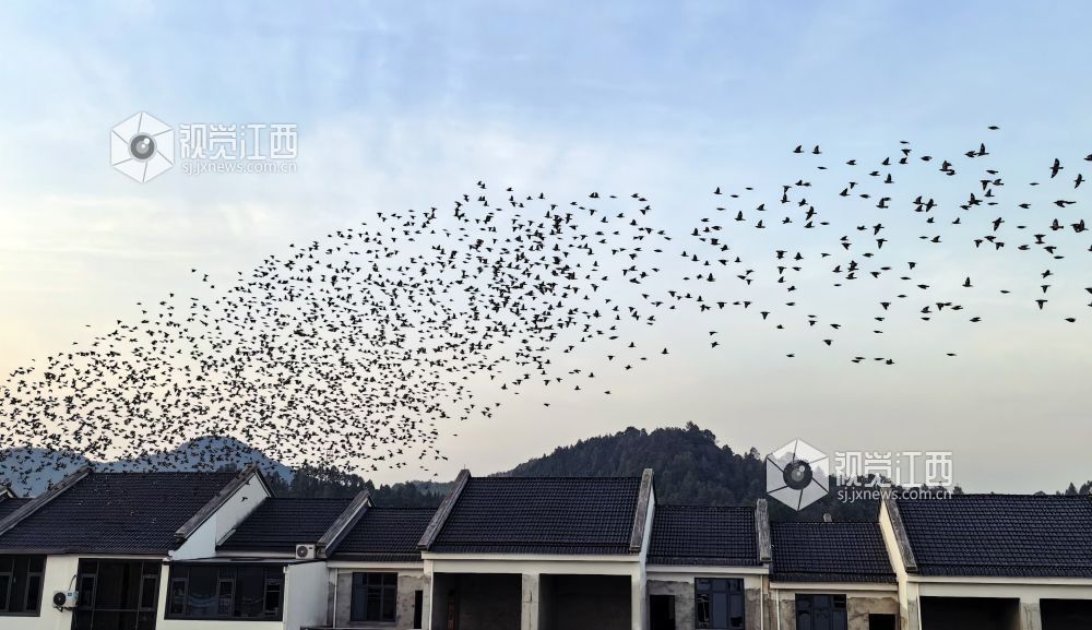 江西德兴：晚霞铺满天际 万鸟乘风归巢（图）