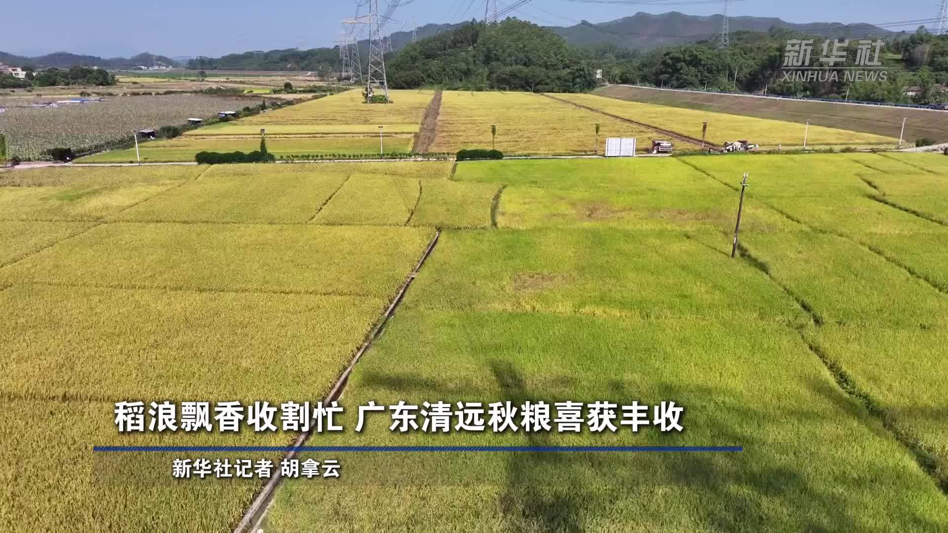 稻浪飘香收割忙 广东清远秋粮喜获丰收