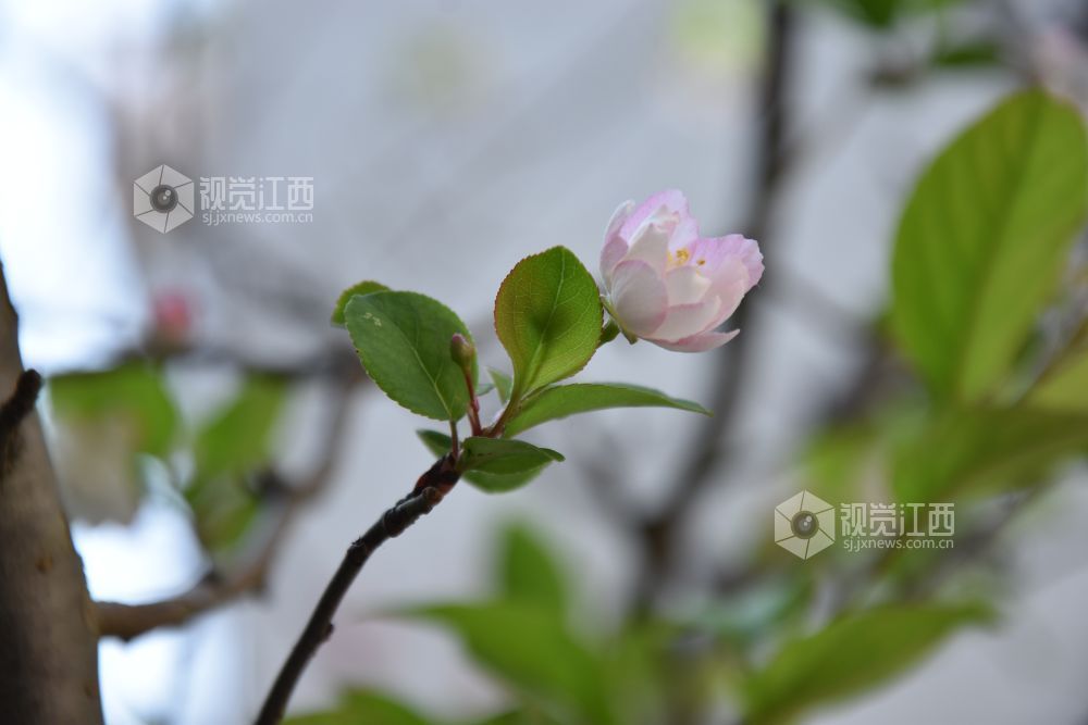 10月27日,江西省吉安市永新县南门老街景区,一朵海棠含苞待放,粉晕染边,清新雅致。