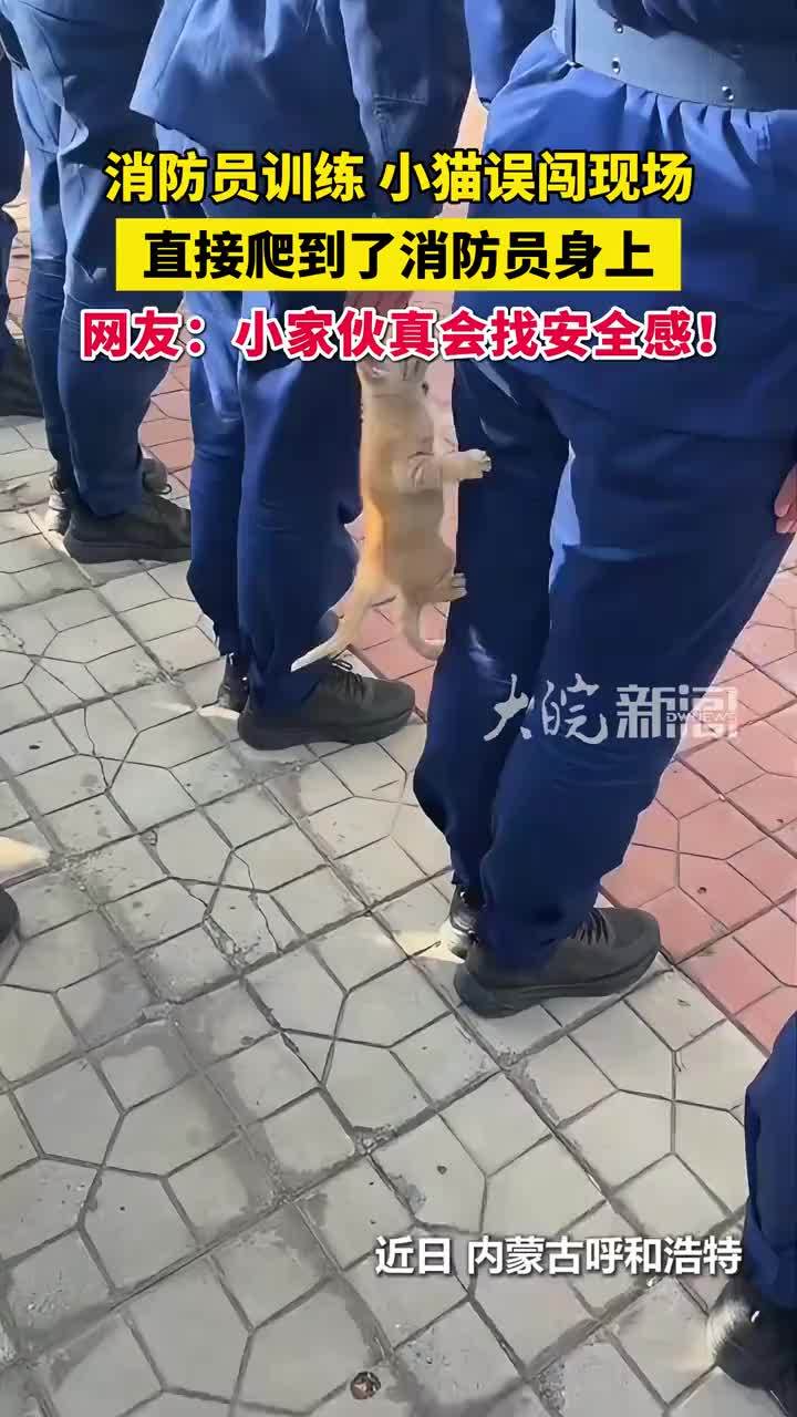 消防员训练，小猫误闯现场，直接爬到了消防员身上。网友：小家伙真会找安全感！#猫咪