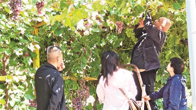 市民入园采摘葡萄,体验林下休闲采摘乐趣。