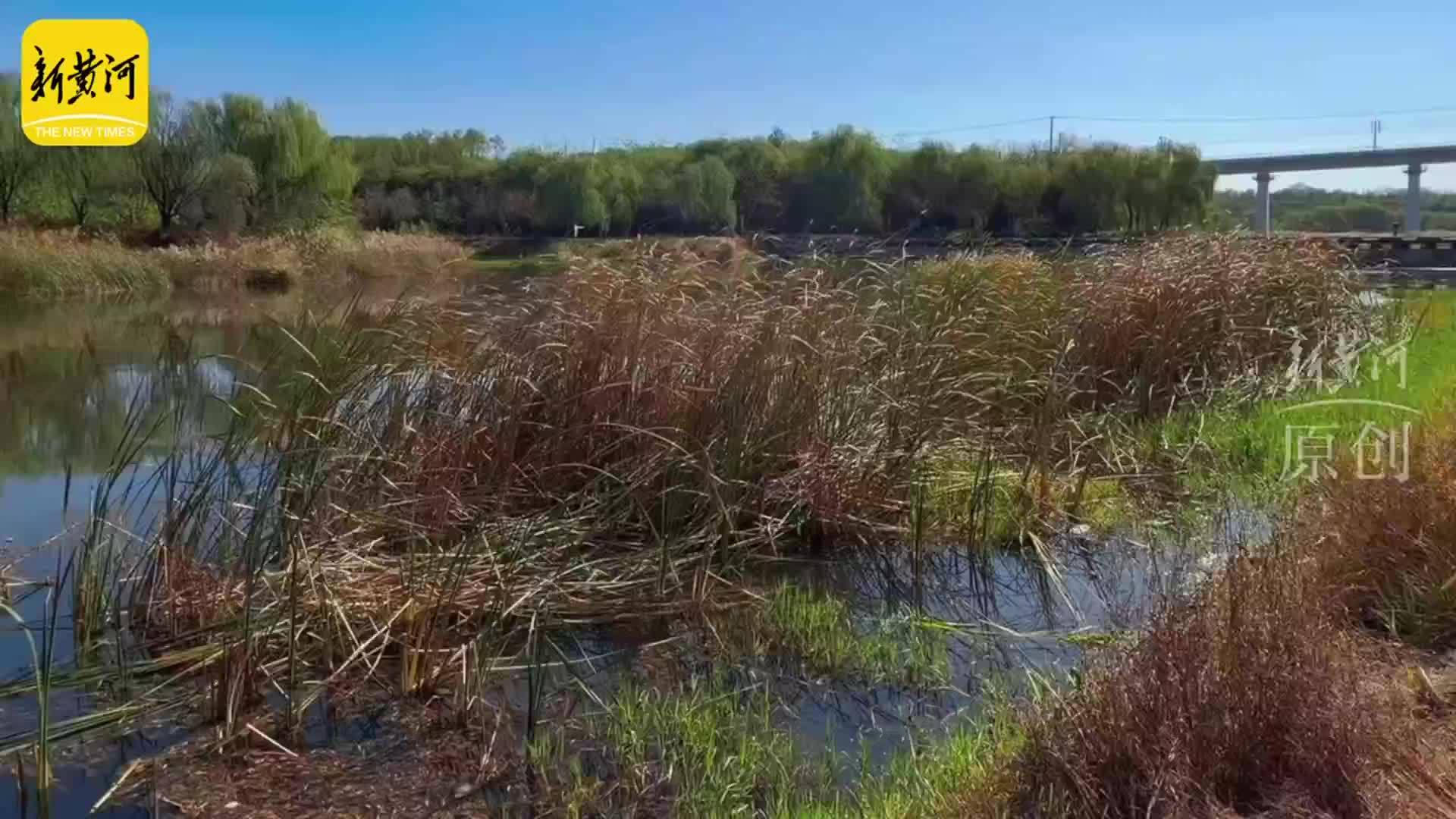 深秋时节候鸟至，白骨顶鸡到访济南玉符河