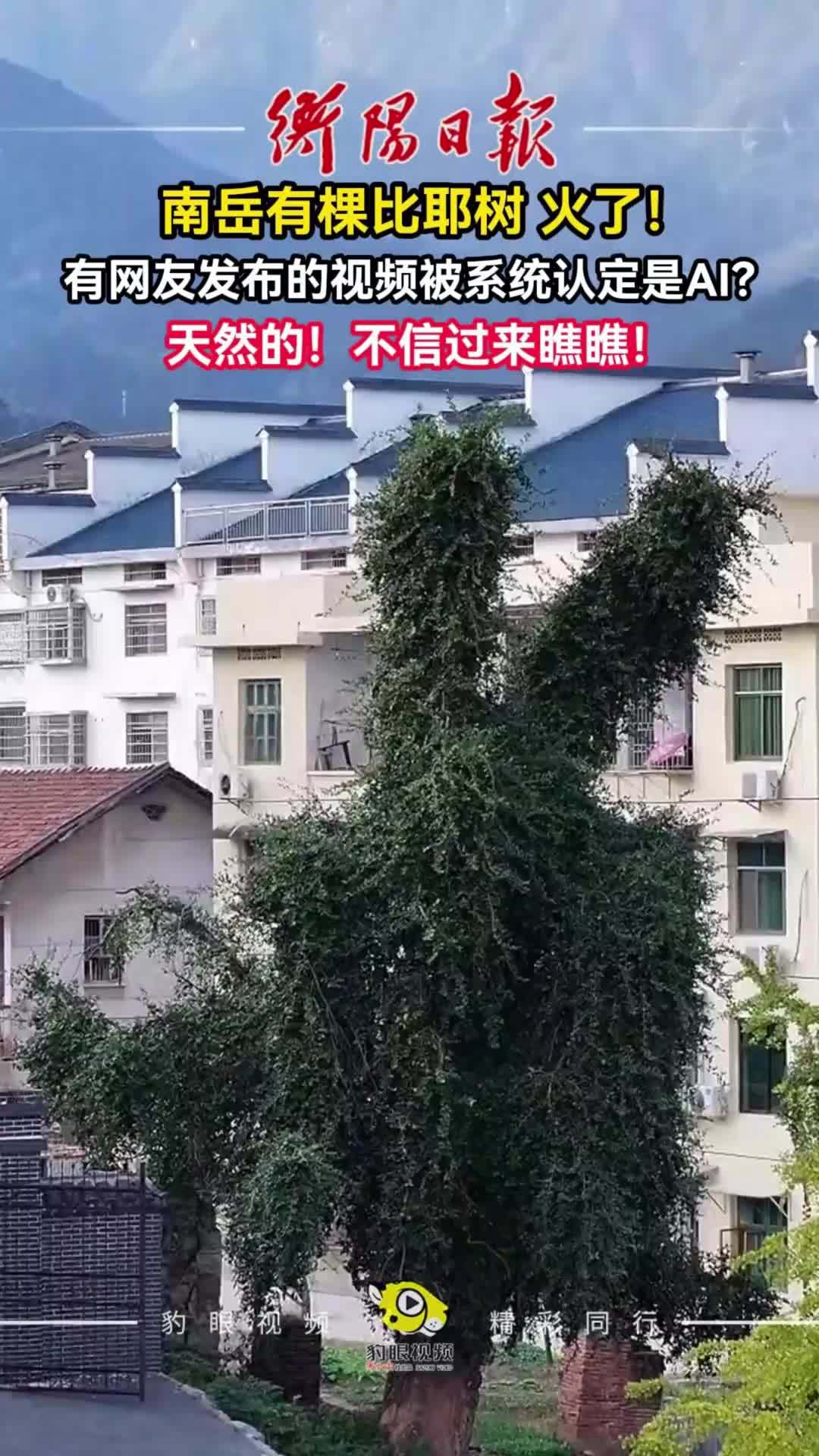 南岳有棵比耶树火了