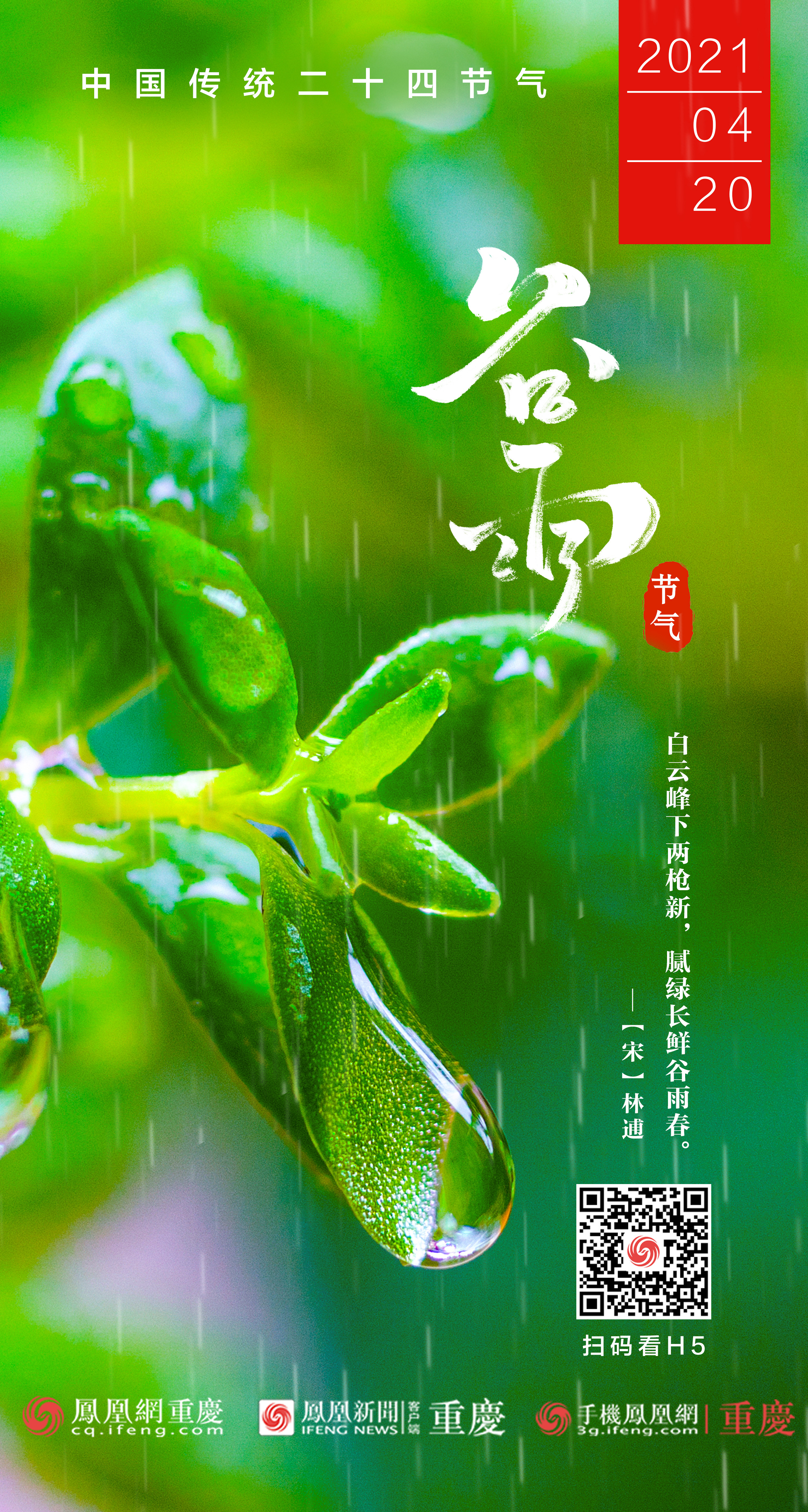 谷雨丨白云峰下两枪新腻绿长鲜谷雨春