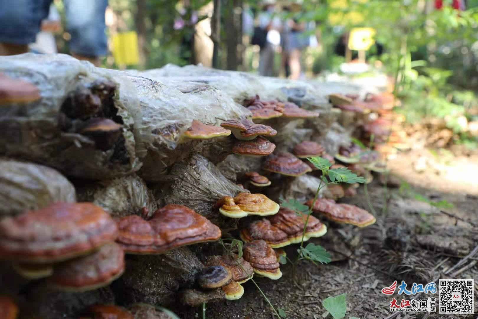 江西广昌菌药林下种开启致富门