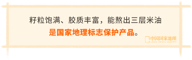 米脂小米