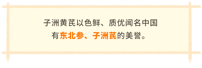 子洲黄芪